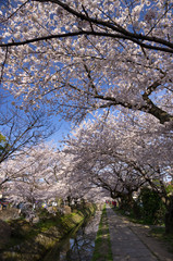 哲学の道　桜