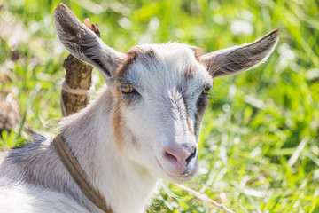 Goat portrait looking in camera. Authentic farm series.