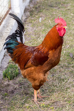 Rooster looking in the camera. Authentic farm series.