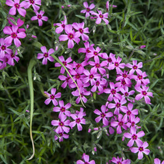 detail of purple pink spring flowers of red wood sorrel oxalis r