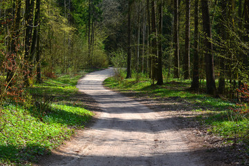 spring in forest with dirt road