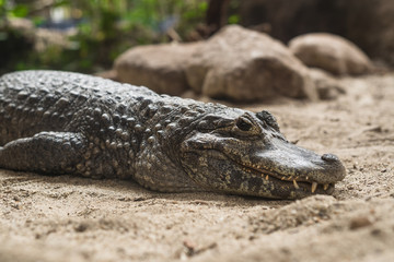 Krokodil am Sandstrand