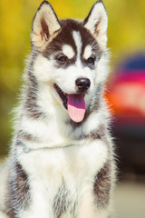Portrait of a Siberian Husky puppy closeup. puppy Walk