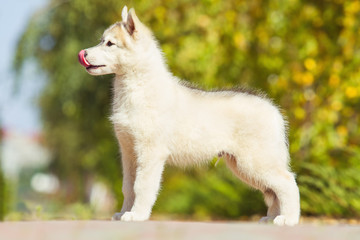 Purebred Siberian Husky puppy. Puppy in the exhibition stand.