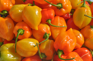 Red peppers vegetables