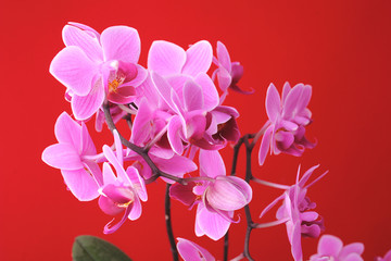 orchid on the red background