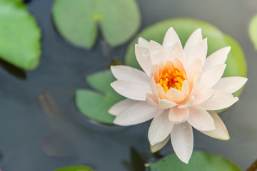 A beautiful pink waterlily or lotus flower in pond