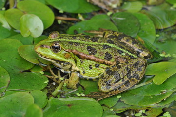 Green frog seen from above sitting on green leaves