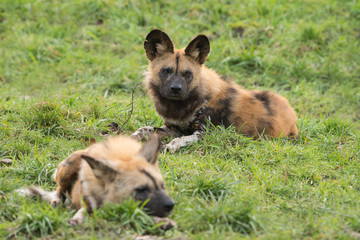 African wild dogs lying on the grass