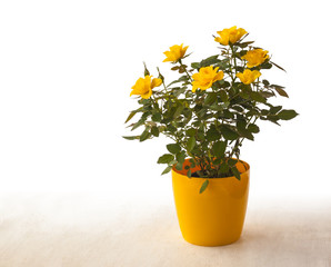 Yellow rose in pot