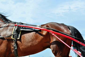 Part of the bay horse in trotting harness on background of the sky