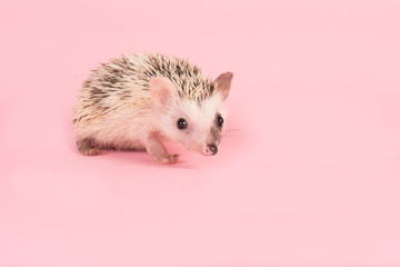 Cute walking African Pygmy Hedgehog on a pink background