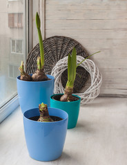 Three blue pot with Hippeastrum on the window