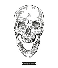 Hand drawn skull in mochrome line art graphic. Vector