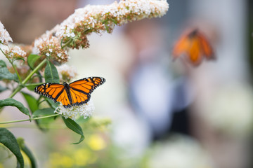 Obraz premium Wedding day detail marriage love intimate setup bride groom ceremony reception photo