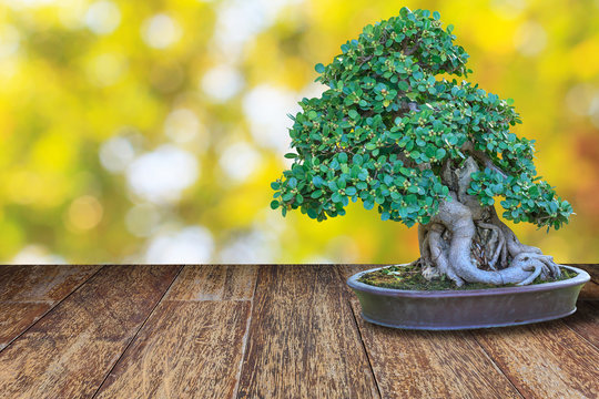 bonsai tree in a ceramic pot on a wooden floor and blurred bokeh