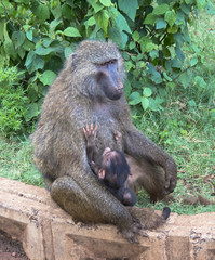 mother baboon holding on to her baby 
