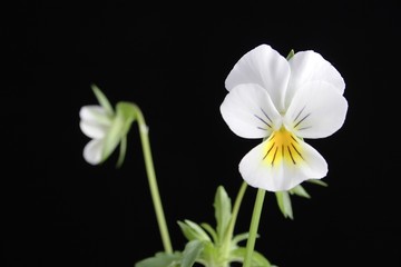 pansy on the black background