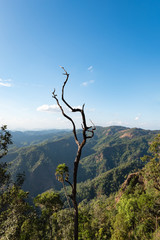 Dead trees in forest with mountain layer background