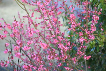 Plum blossom.It is famous as a flower to inform the coming of spring in Japan.