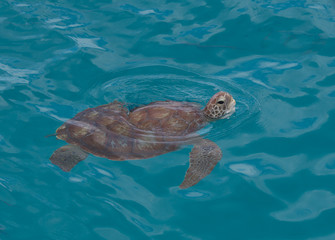 Obraz premium Green turtle taking air.