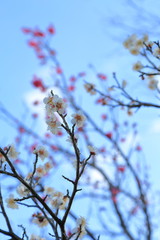 Plum blossom.It is famous as a flower to inform the coming of spring in Japan.