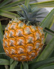 Ripe pineapple on plant