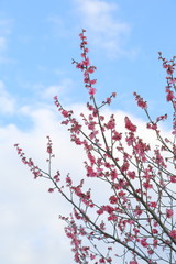 Plum blossom.It is famous as a flower to inform the coming of spring in Japan.