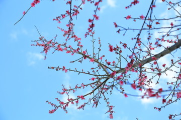 Plum blossom.It is famous as a flower to inform the coming of spring in Japan.