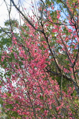 Plum blossom.It is famous as a flower to inform the coming of spring in Japan.