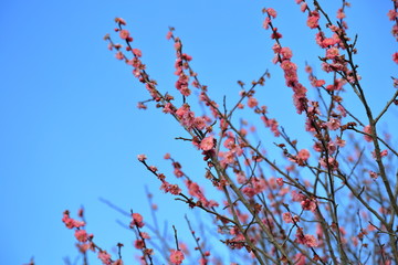Plum blossom.It is famous as a flower to inform the coming of spring in Japan.