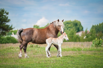 Naklejka na ściany i meble Lithuanian heavy horse with a foal in summer