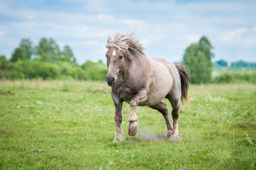 Lithuanian heavy horse running gallop on the field in summer