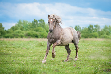 Happy lithuanian heavy horse running gallop on the field in summer