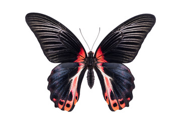 Obraz premium Piękny kolorowy motyl na białym tle