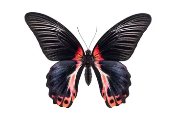 Lichtdoorlatende rolgordijnen Vlinder Mooie kleurrijke vlinder geïsoleerd op wit