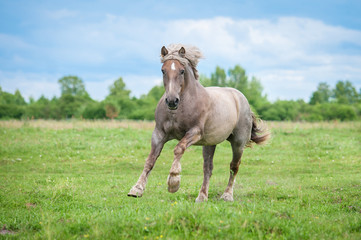 Obraz premium Playful draft lithuanian heavy horse running on the field in summer
