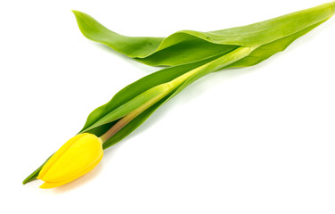 yellow tulip on a white background!