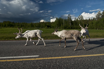 Scandinavian Reindeer / The forest reindeer is found in the wild in only two areas of the Scandinavian peninsula of Northern Europe. © vkhom68