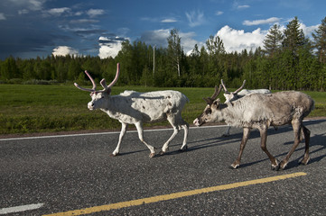 Scandinavian Reindeer / The forest reindeer is found in the wild in only two areas of the Scandinavian peninsula of Northern Europe. © vkhom68