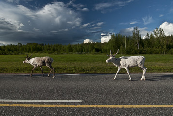 Scandinavian Reindeer / The forest reindeer is found in the wild in only two areas of the Scandinavian peninsula of Northern Europe. © vkhom68