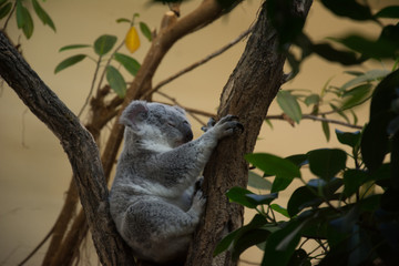 Koala