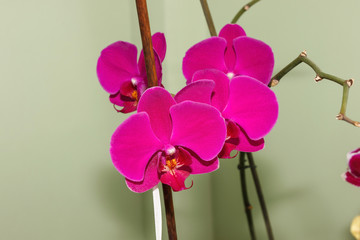 pink phalaenopsis flowers
