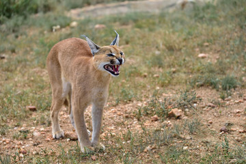Caracal in Namibia