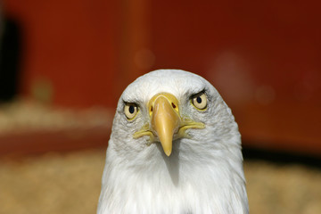 Bald eagle