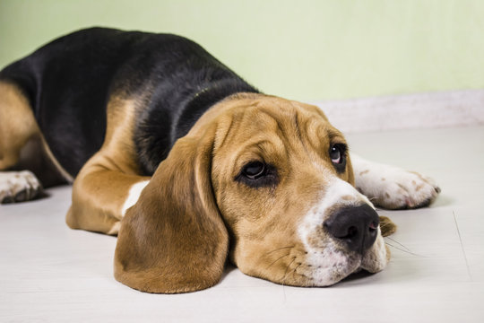 sad beagle dog on the floor