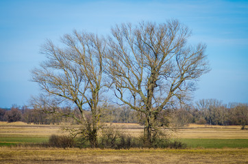 two trees in countryside