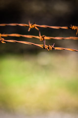barbed wire fence