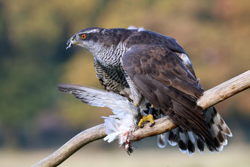 Portrait of a Northern goshawk