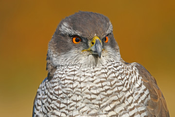 Portrait of a Northern goshawk